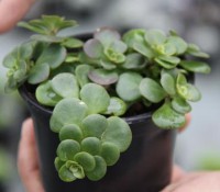 /album/exterior/sedum-coral-jpg/